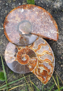 Amonit Cleoniceras řezy 450g
