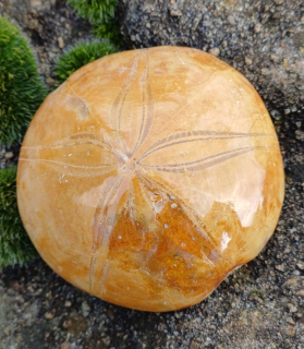 Ježovka 140g